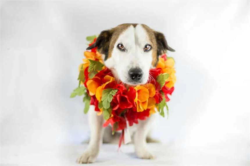 Polestar 5 Review: The Electric GT That Could Change Everything